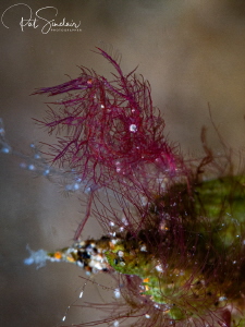 Hairy Shrimp - love these little guys, just cannot see th... by Patricia Sinclair 